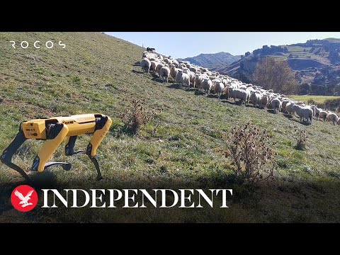 Robot dog herds sheep and carries out other farming tasks