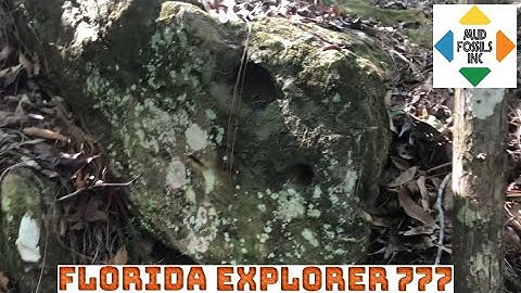 Dinosaurs Giants & Beasts￼ = MudFossils