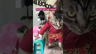 Majicat Pakai Baju Melayu shortsfeed youtube kucing raya bajukucing