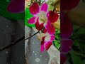 Orchids are blooming in my rooftop garden. #orchid #nature #viral #flower types #flowers #beautiful