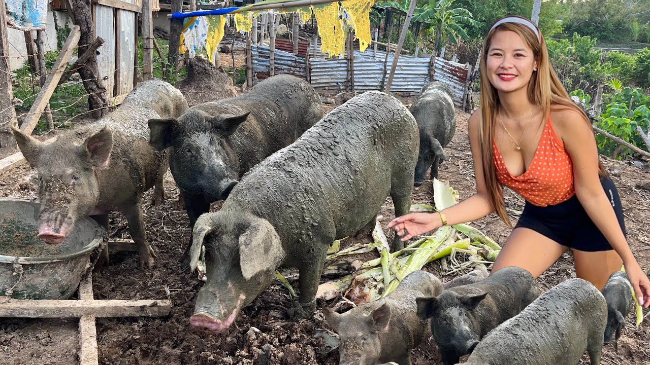 Ang tataba at malulusog ang Inahin kong Native Pigs! Lakas kumain nang Kalabasa