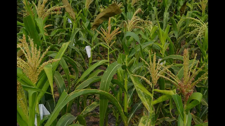 How introduce traits in  Maize by  back cross breeding - DayDayNews