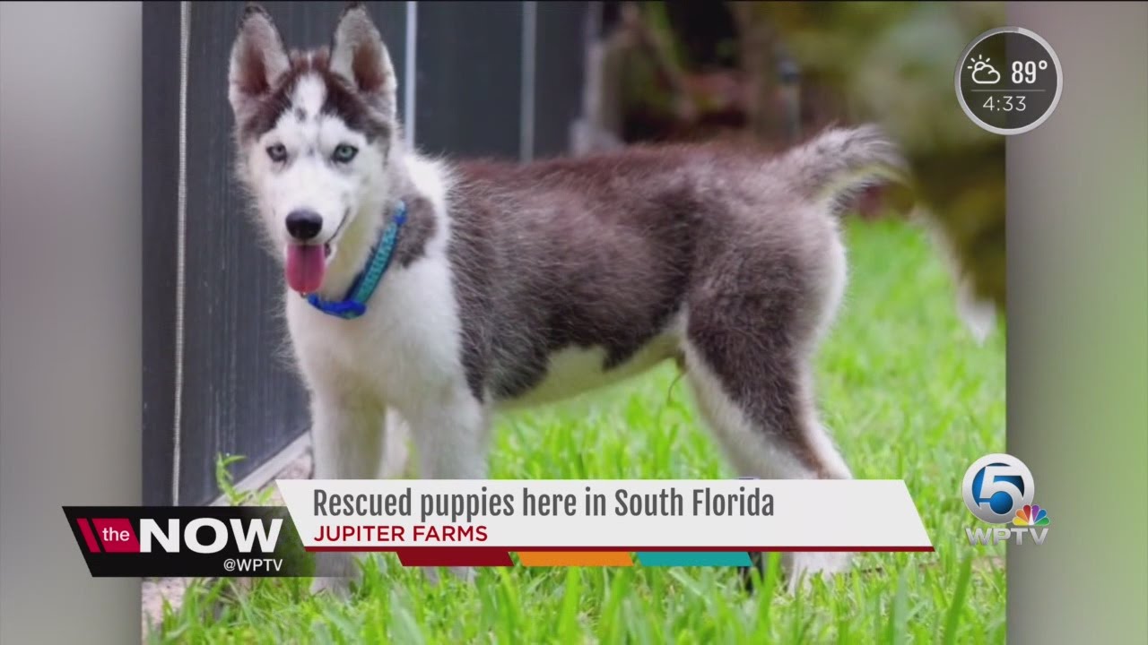 Palm Beach County dog rescue in need of help to support puppies rescued