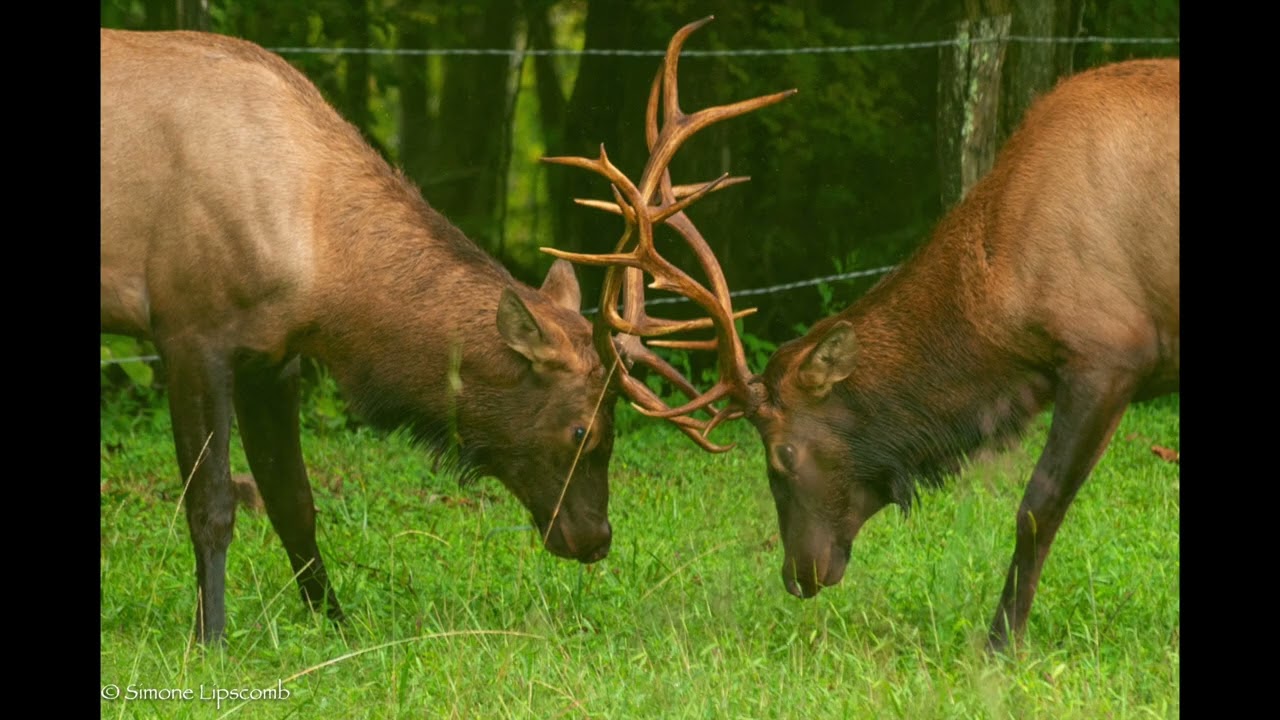 Elk of the Smoky Mountains
