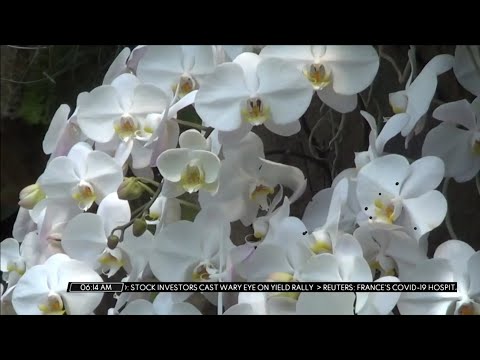 Wideo: Opis i zdjęcia Orchid Garden (Bali Orchid Garden) - Indonezja: Denpasar (wyspa Bali)