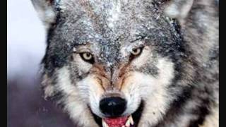 Wolf Tribute 2