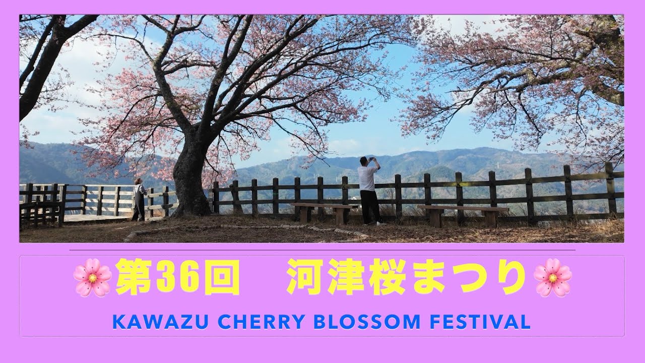 🌸第36回河津桜まつり🌸
