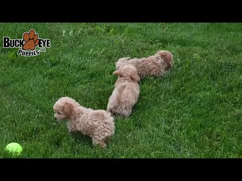Lively Bichpoo Puppies