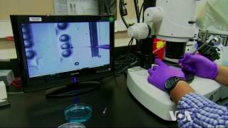 Embryo Gene Editing is Still a Long Way Off