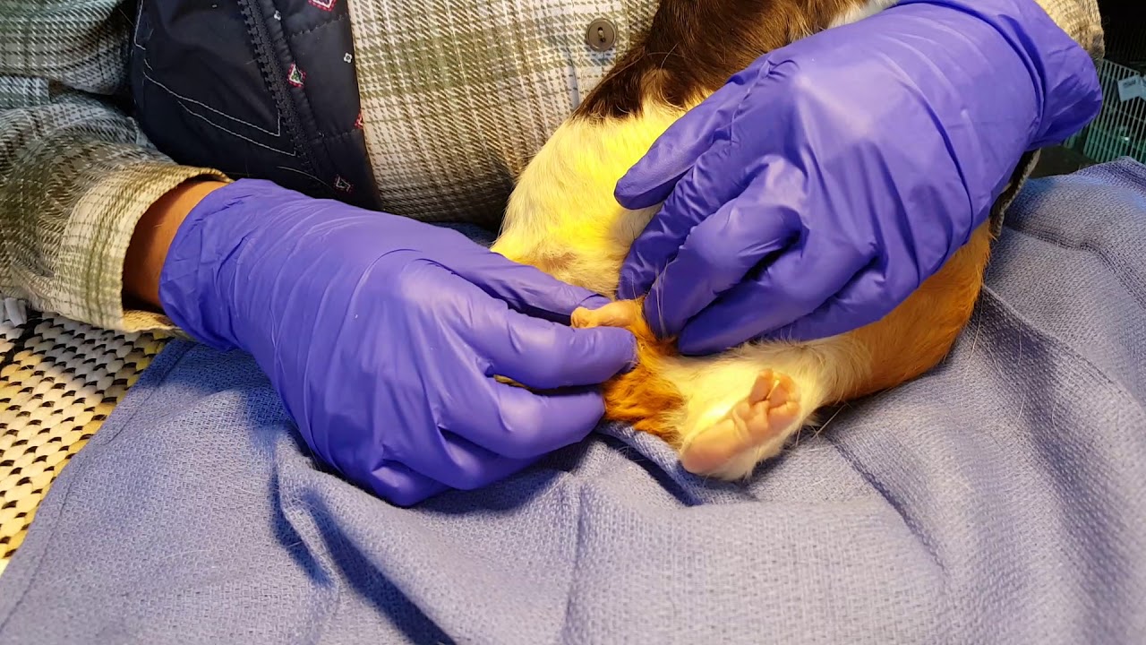 Boar Cleaning and Cyst Check with Bamba YouTube