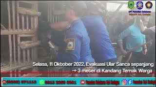 11/10/2022 Evakuasi Ular Sanca Sepanjang 3 meter di Kandang Ayam Milik Warga Desa Kertawangunan