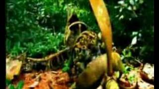 Original Survivor Palau Intro