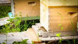 Beekeepers Bees Timelapse Video Bees Hatching Time Lapse The Beekeeper