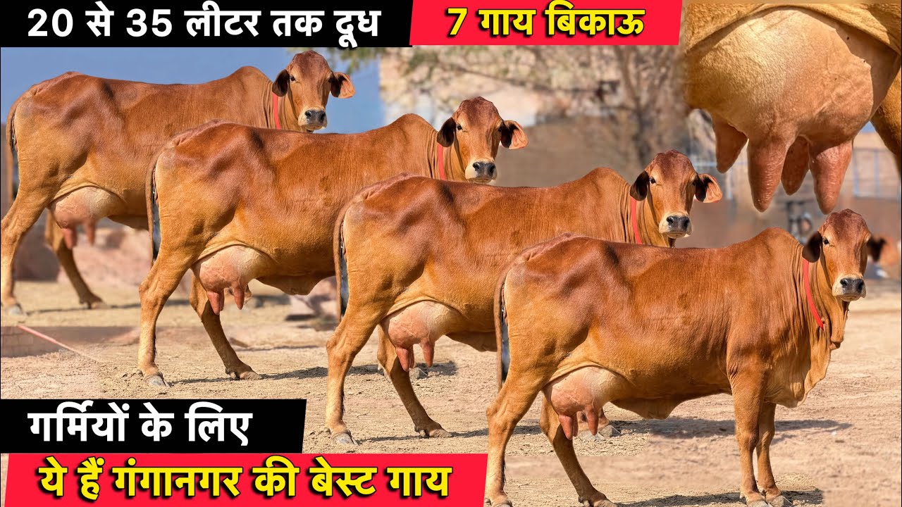 20 से 35 लीटर तक दूध कांटे तौलने वाला👍7 टॉप की गाय बिकाऊ👌Best Quality Cows For Sale In Ganganagar 