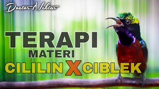 🔵TERAPI KONIN GACOR FULL ISIAN MATERI CILILIN VS CIBLEK BREN COCOK BUAT DONGKRAK BIRAHI KONIN BAHAN