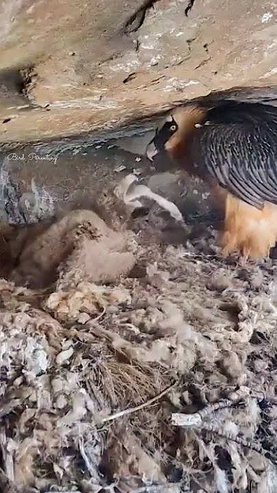 🐥🦴#shorts @BVRecoveryProgramme