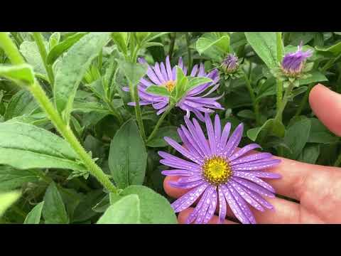 تصویری: انواع Aster: چند نوع ستاره وجود دارد