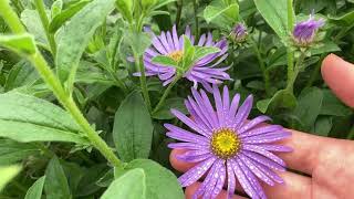 The BEST aster for any type of garden and butterflies and bees love it: Frikart’s Aster.