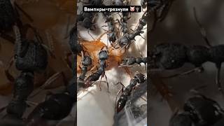 Вампиры грязнули 🐷🧛🏽 #ants #муравьи #вампиры #дракула #формикарий