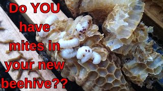 How Varroa Mites Grow in a new beekeepers hive