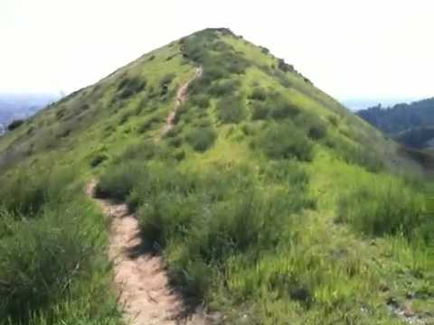 My dog pack in Griffith park