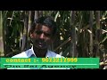 Green planet  sugarcane