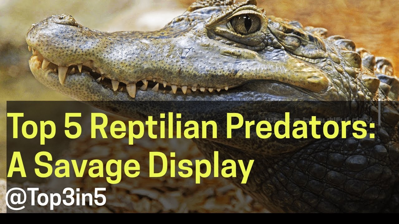 Top 5 Reptilian Predators A Savage Display - YouTube
