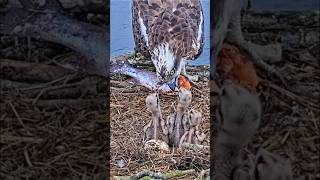 #osprey #wildlife #nest #birds #hunting #birdofprey #animals #nature #eagle