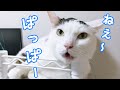いつも以上にたくさんお喋りしてくれる猫