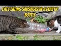 Funny Cats │Cats eating sausages in a plastic bottle.