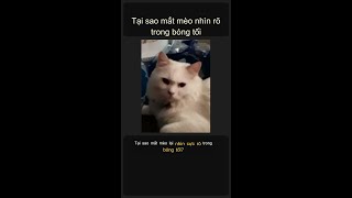 Tại sao mắt mèo nhìn rõ trong bóng tối 🐱👀 #Shorts
