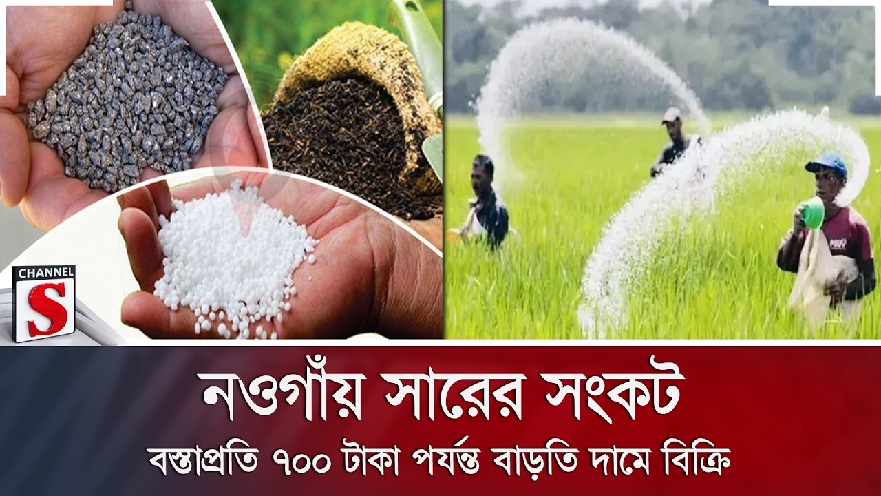 নওগাঁয় সারের সংকট; বস্তাপ্রতি ৭০০ টাকা পর্যন্ত বাড়তি দামে বিক্রি | Channel S News
