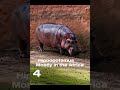 These 5 Animals Kill More Humans Than You Think! 😱