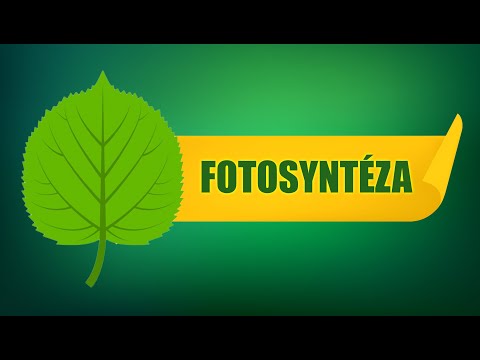 Video: Čo je fotosyntéza pre stredoškolákov?