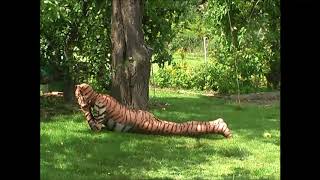 Morphsuit im Garten 10