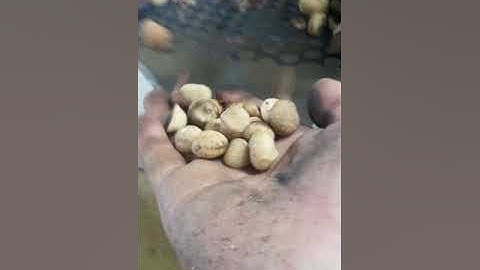 macadamia nut shell and kernel separator machine, macadamia nut shell kernel separating machine