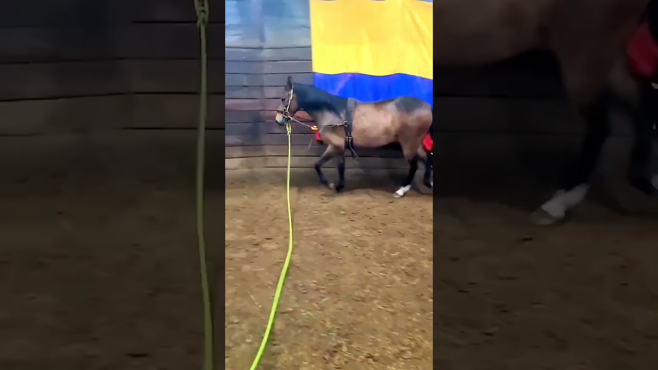 🐎 Domador de Caballos: Trabajo Desde el Suelo para Alcanzar el Máximo Nivel