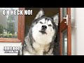 My Husky Doesn’t Want You To See This!