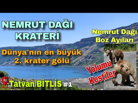 Boz Ayılar ile