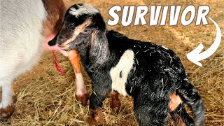 They're Not All Happy Endings | ANOTHER Double Goat Birth