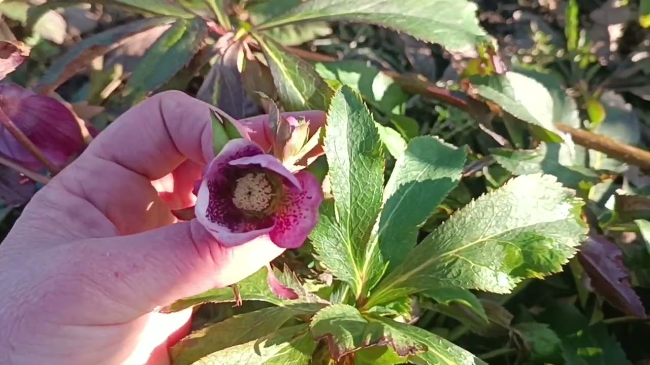 Сад півдня Обрізка фруктового саду триває