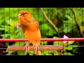 Accoppiamento Canarini con il Canto Della Natura per Stimolare Amore e Armonia