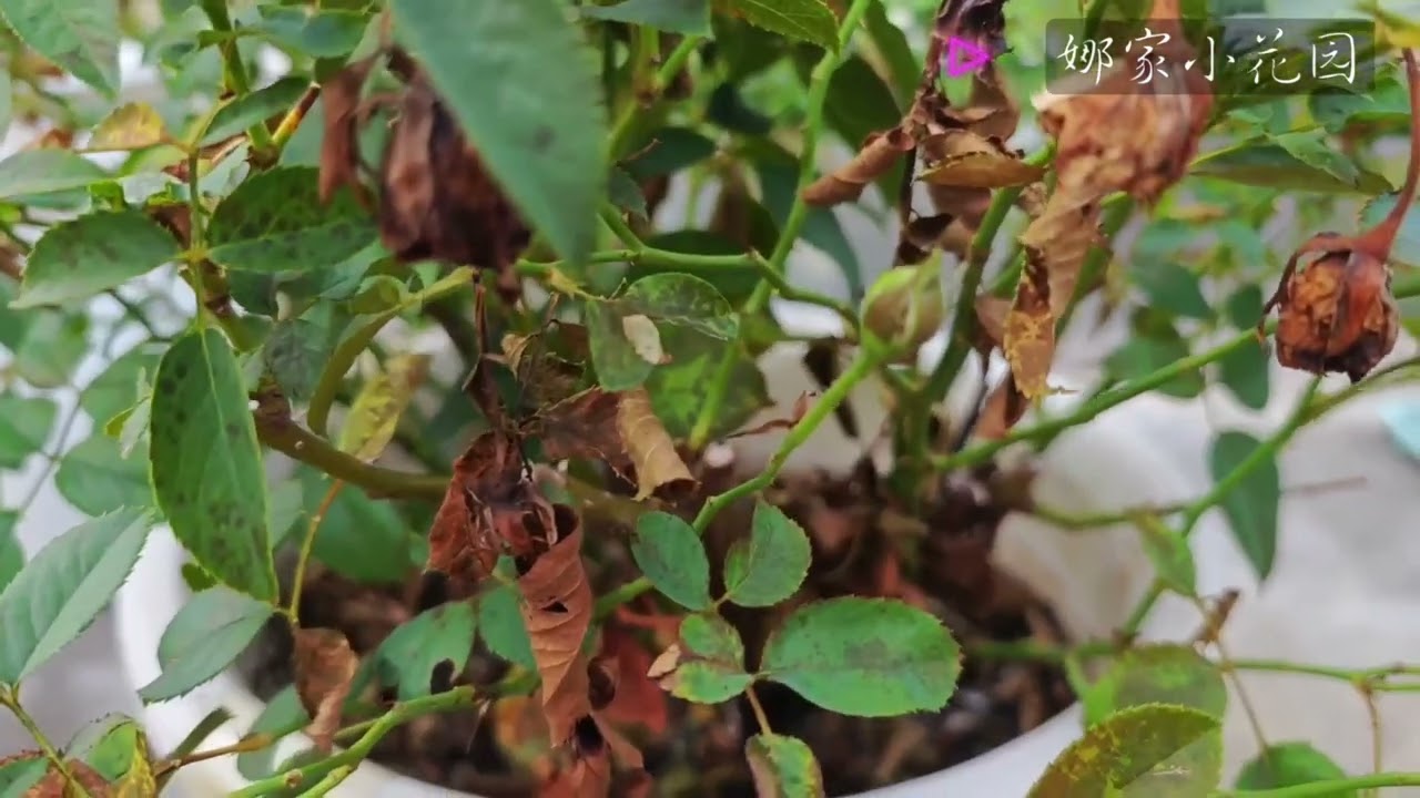 饱受蓟马和黑斑病摧残的月季，如何操作才能重新焕发生机？How can the Chinese rose, which has been devastated by thrips,be revived?