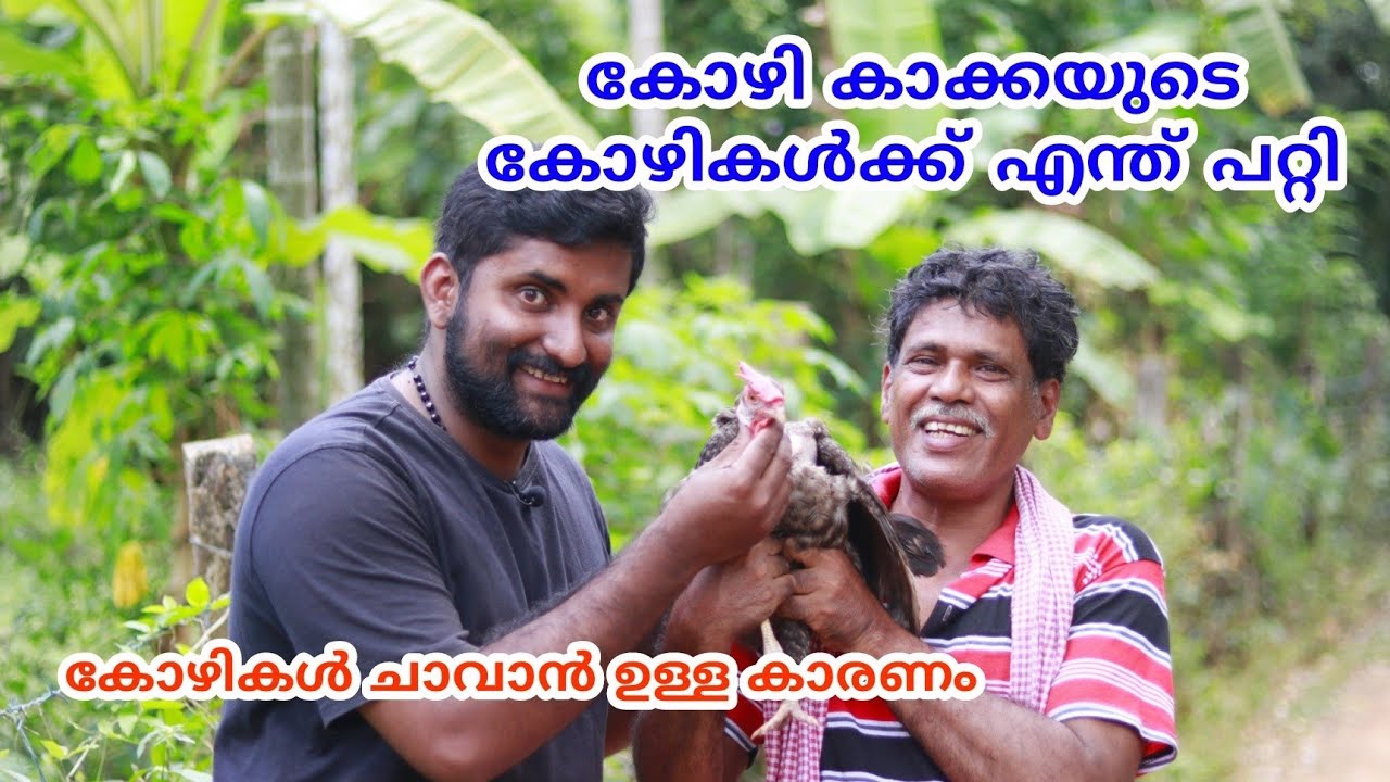 Kozhi valarthal | ഷറഫുദീൻ ഇക്കയുടെ കോഴി വളർത്തൽ