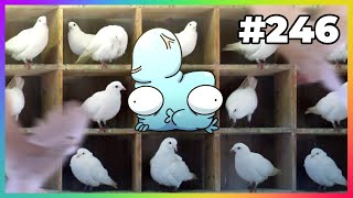 Why You Shouldn’t Pigeonhole Yourself | Smart Nonsense #246