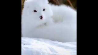 سبحان الله الثعلب القطبي ما أجمله  Hallelujah the polar fox is the most beautiful