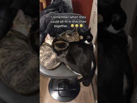 When together? 😭😭😭 || beaglebitez – cute pet videos