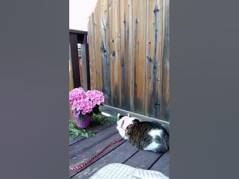 Гуляє #кошеня #смішнікоти #кіт #котик #смешныекоты #домашниеживотные # ...