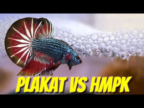 PK VS HMPK BIG CAUDAL FIN BETTA 💡