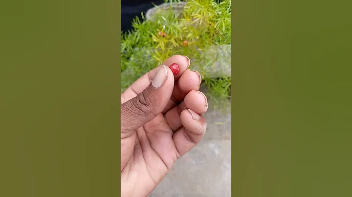 How to Plant Asparagus Seeds in leave Compost#shortvideo #shorts